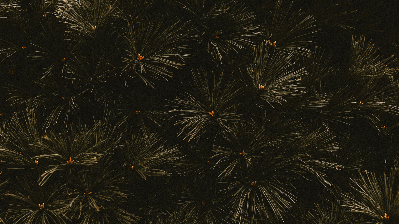 Branch, Schwarz, Baum, Blatt, Raum. Wallpaper in 1366x768 Resolution