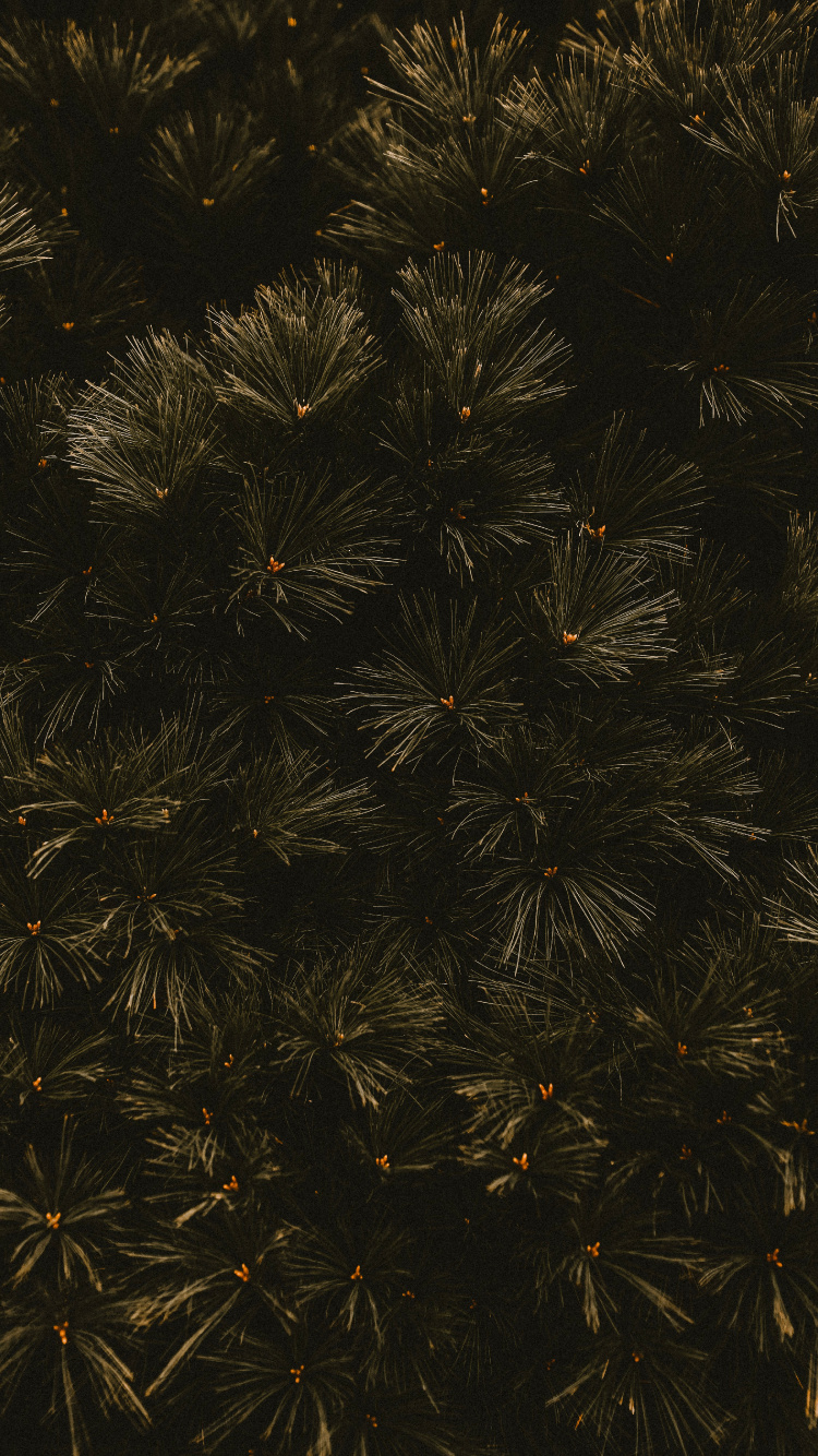 Branch, Schwarz, Baum, Blatt, Raum. Wallpaper in 750x1334 Resolution