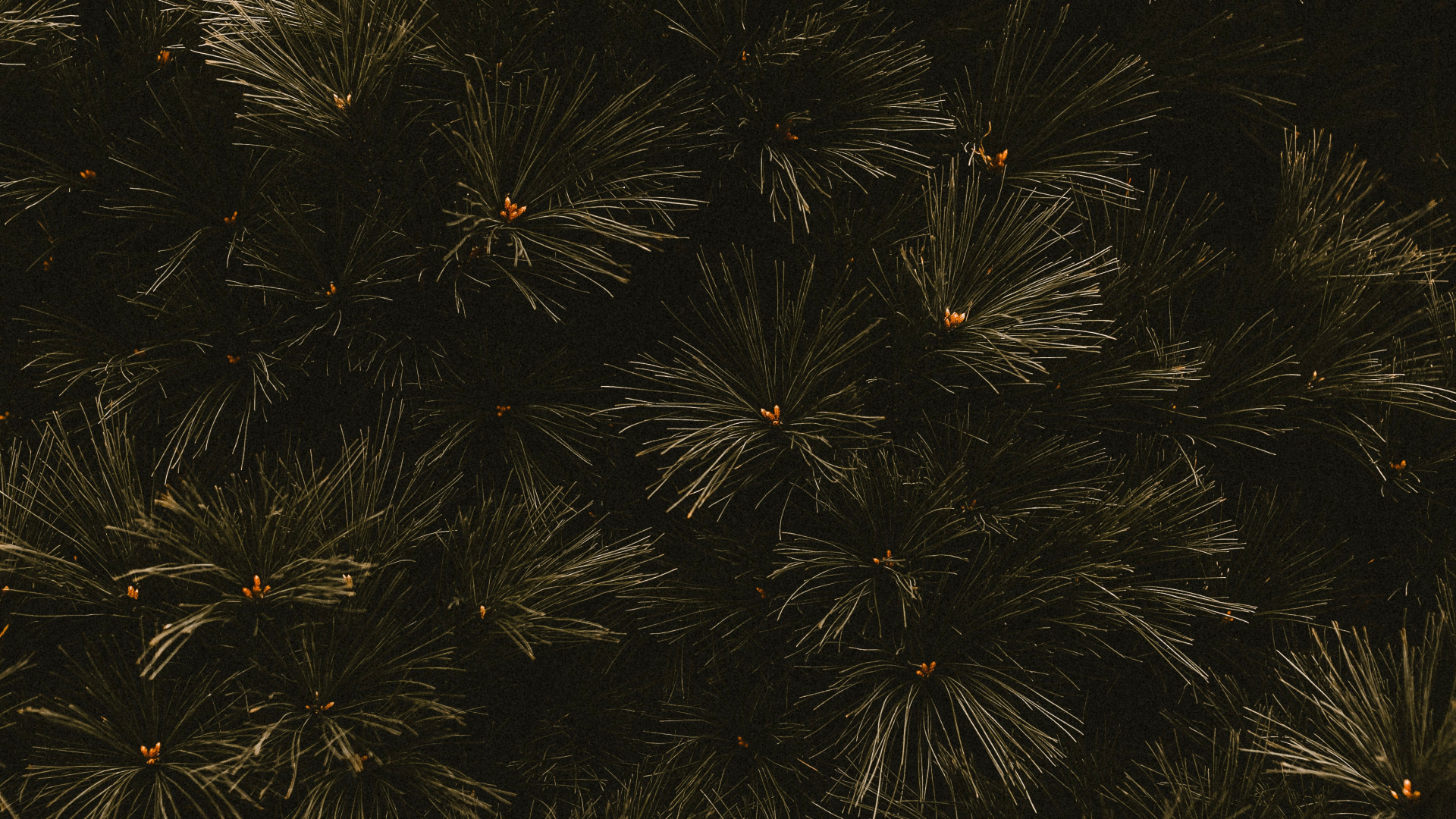 Sucursal, Negro, Espacio, Patrón, el Pino de la Familia. Wallpaper in 1920x1080 Resolution