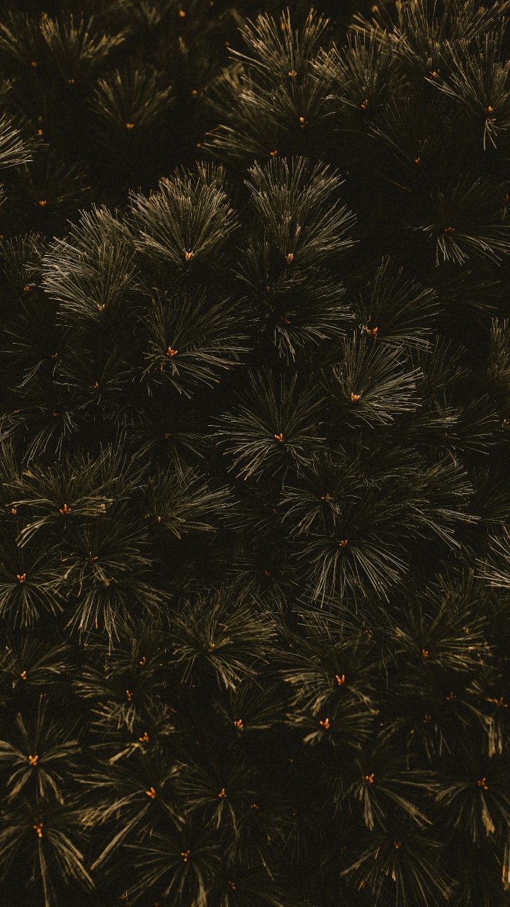 Sucursal, Negro, Espacio, Patrón, el Pino de la Familia. Wallpaper in 720x1280 Resolution