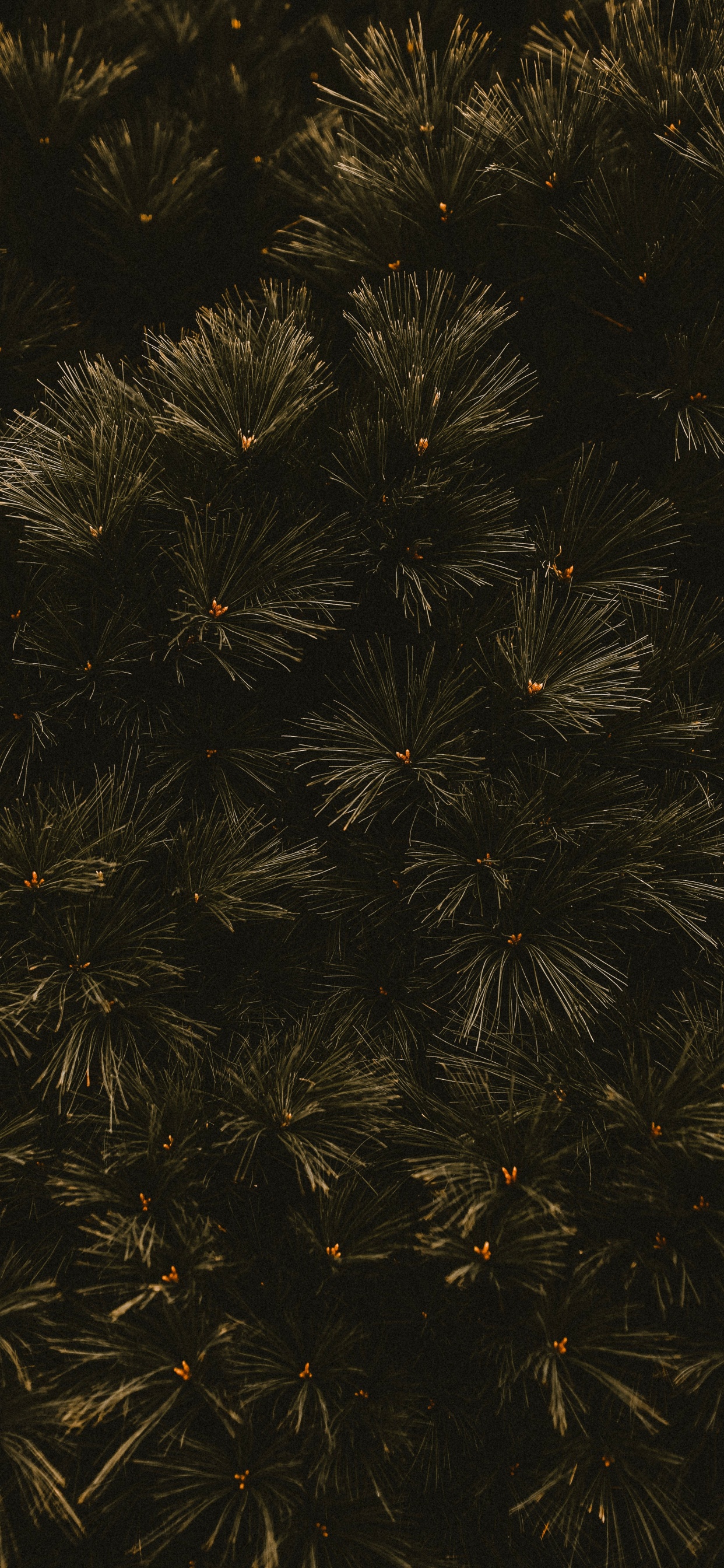 Darkness, Branch, Black, Tree, Leaf. Wallpaper in 1242x2688 Resolution