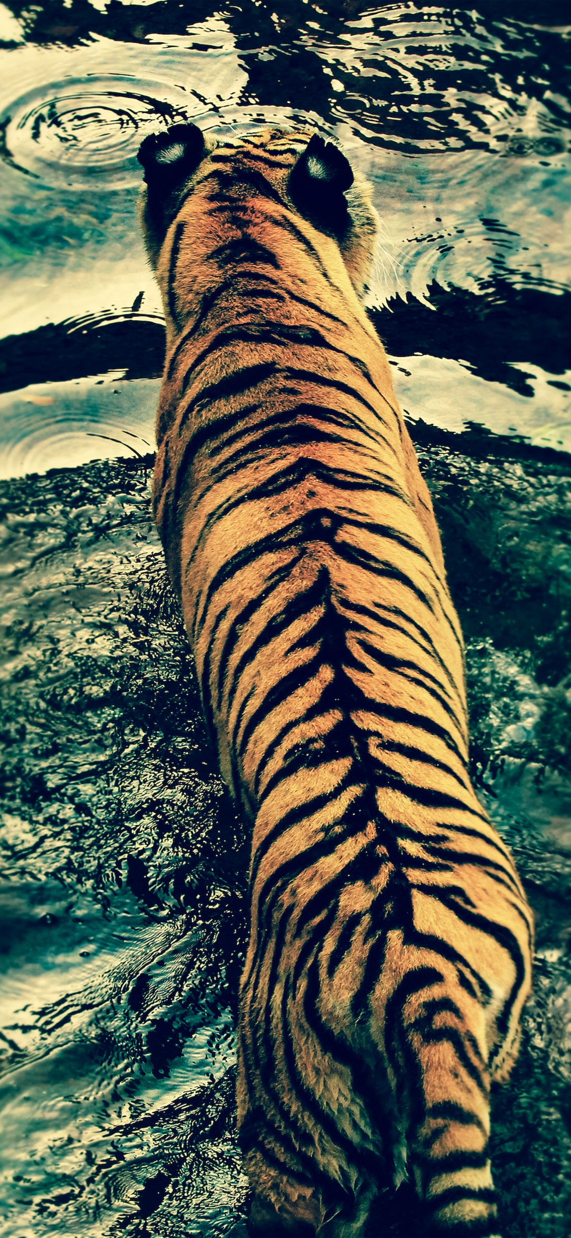 Textil Estampado Tigre Marrón y Negro. Wallpaper in 1125x2436 Resolution