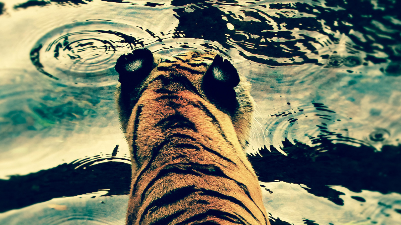 Textil Estampado Tigre Marrón y Negro. Wallpaper in 1280x720 Resolution