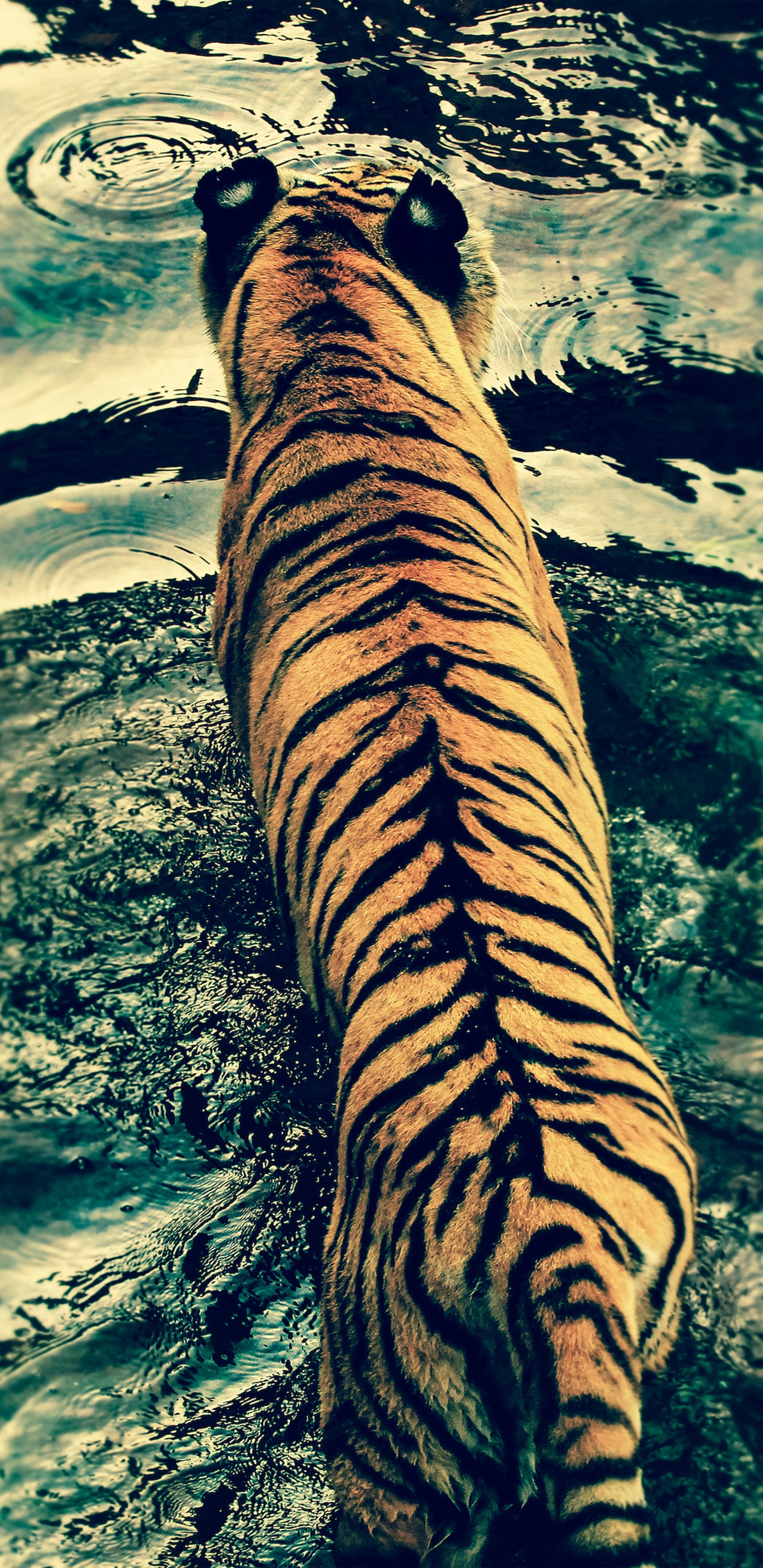 Textil Estampado Tigre Marrón y Negro. Wallpaper in 1440x2960 Resolution