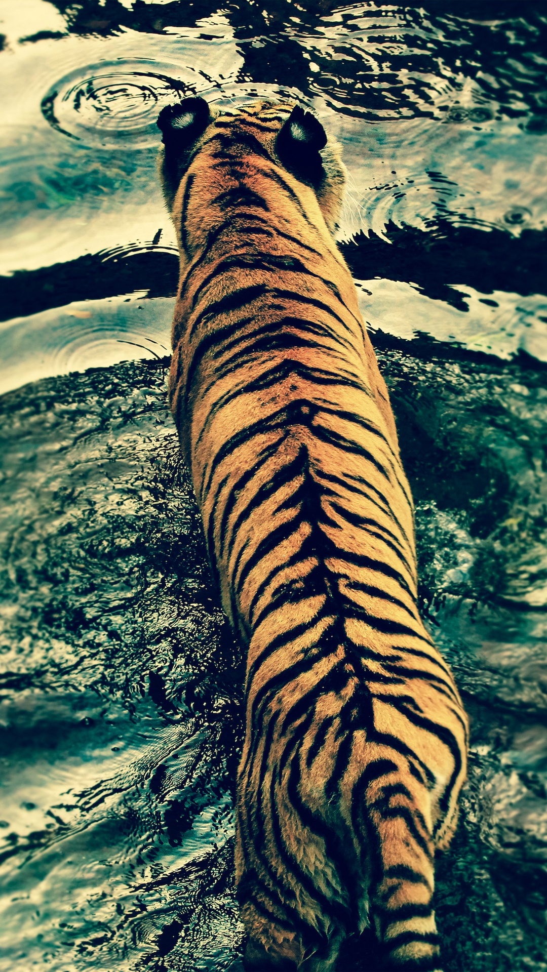 Brown and Black Tiger Print Textile. Wallpaper in 1080x1920 Resolution