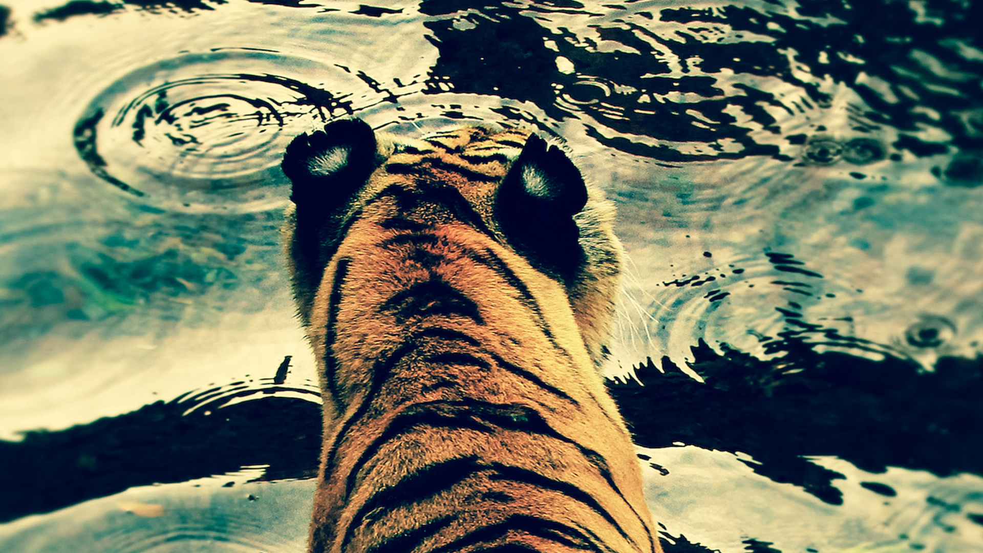 Brown and Black Tiger Print Textile. Wallpaper in 1920x1080 Resolution