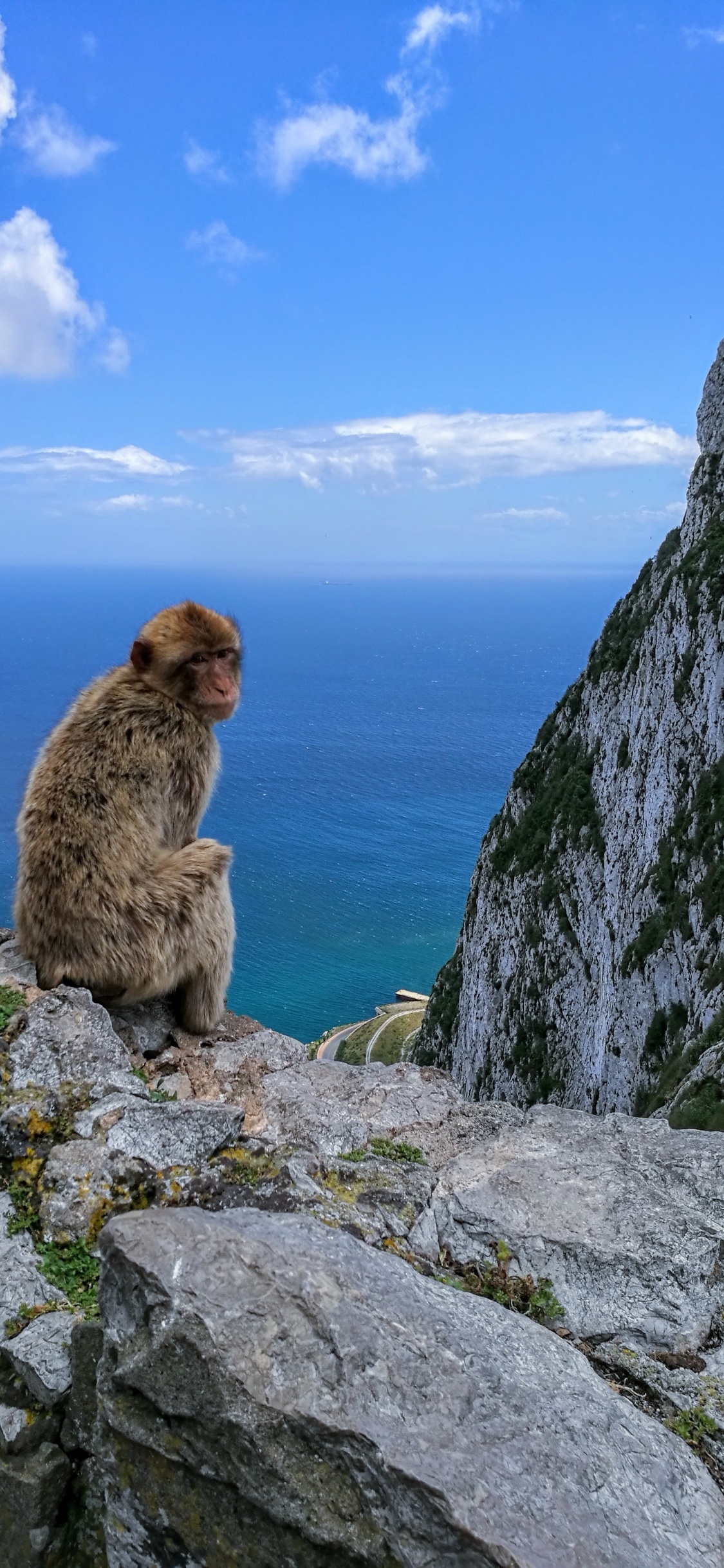 Brown Monkey Sitting on Gray Rock During Daytime. Wallpaper in 1125x2436 Resolution