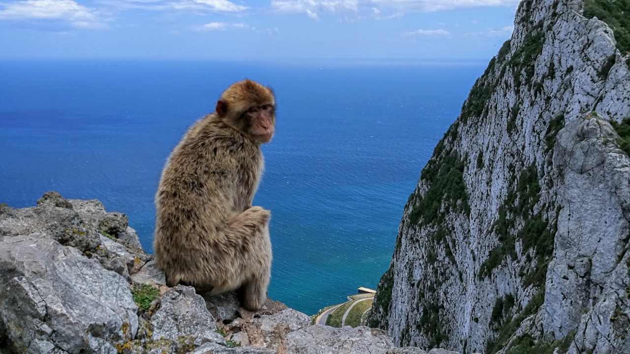 Brown Monkey Sitting on Gray Rock During Daytime. Wallpaper in 1280x720 Resolution