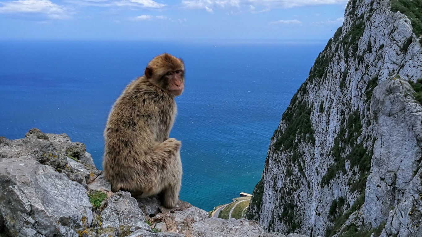 Brown Monkey Sitting on Gray Rock During Daytime. Wallpaper in 1366x768 Resolution