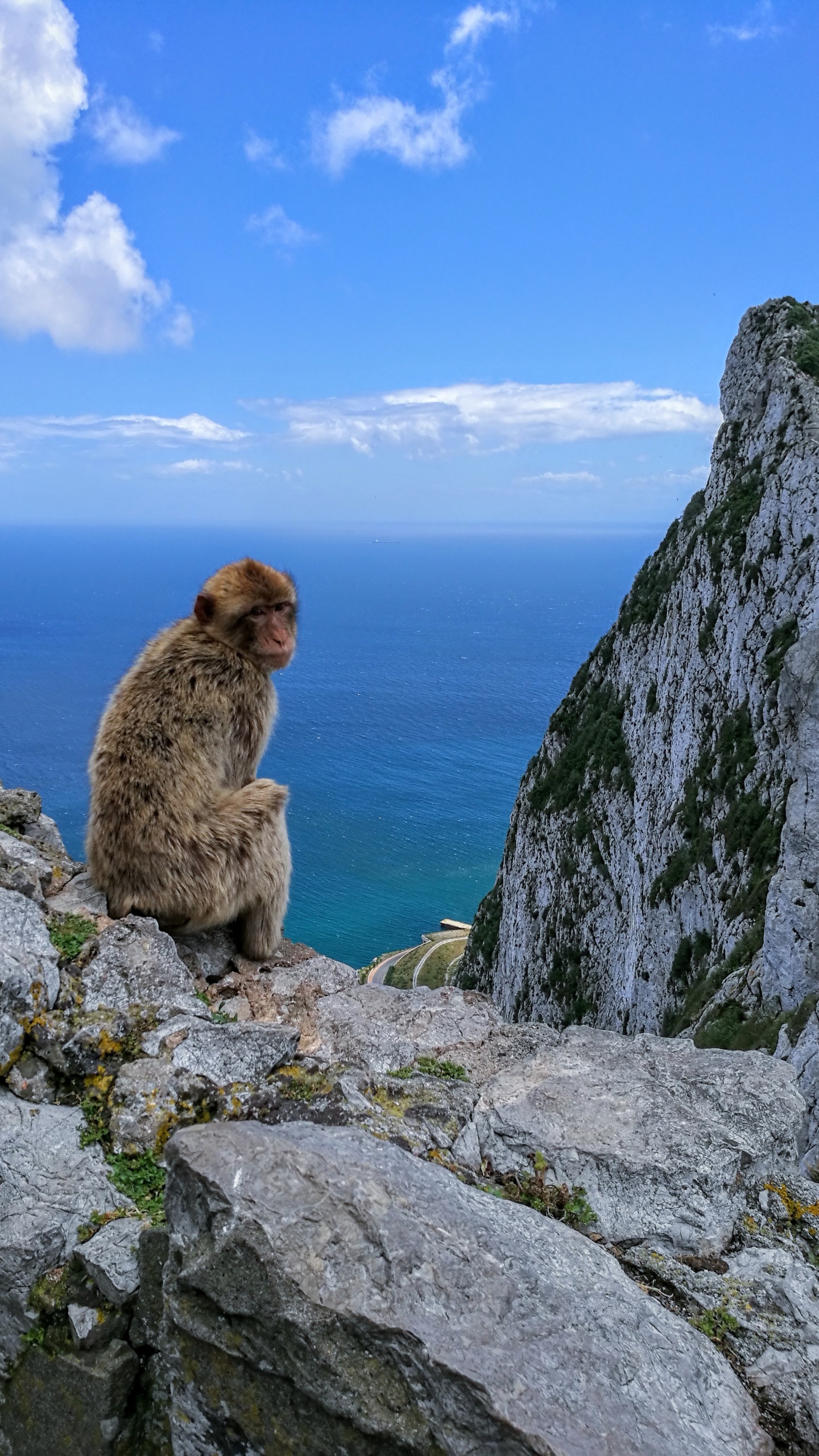 Brown Monkey Sitting on Gray Rock During Daytime. Wallpaper in 1440x2560 Resolution