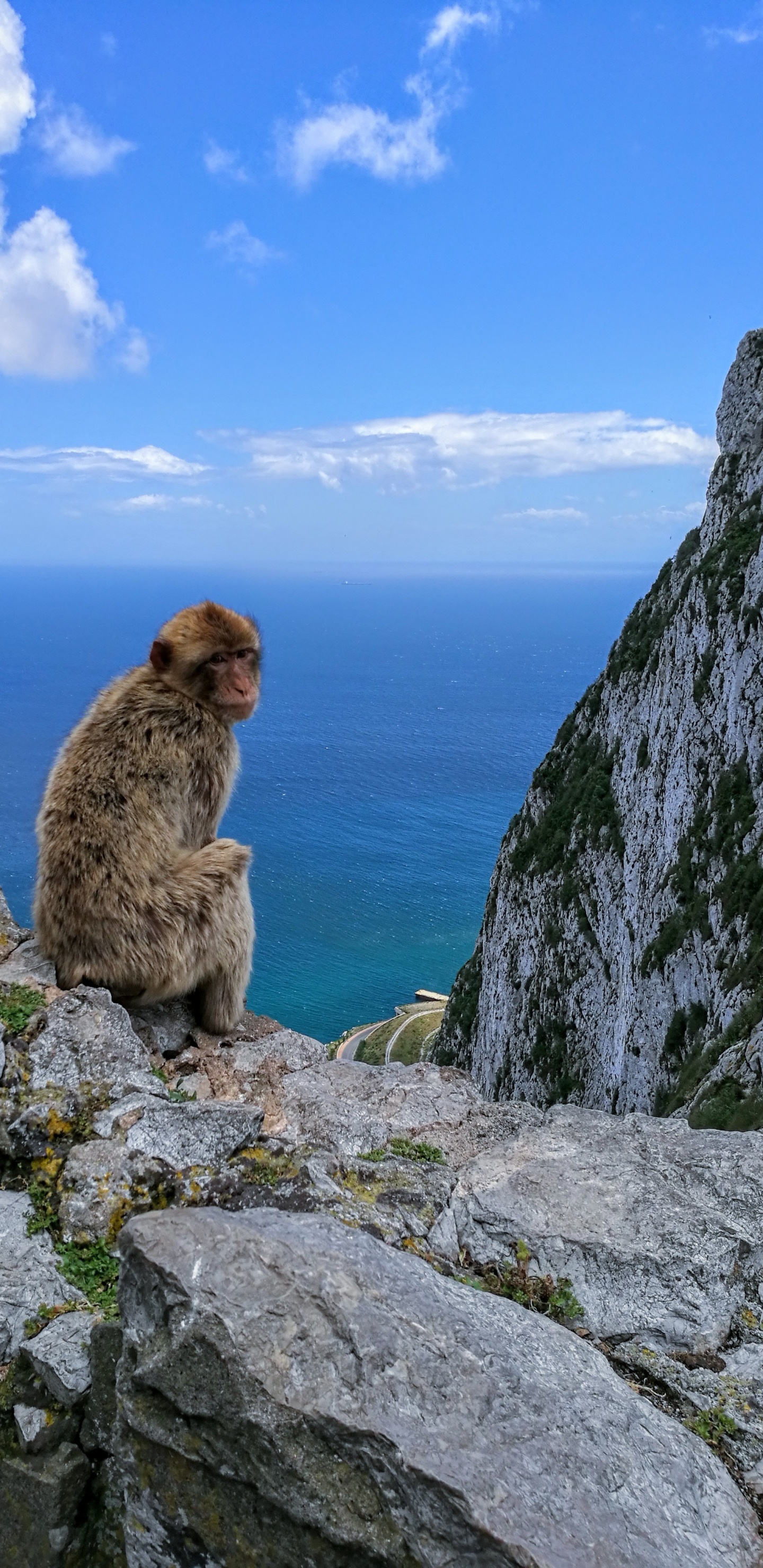 Brown Monkey Sitting on Gray Rock During Daytime. Wallpaper in 1440x2960 Resolution