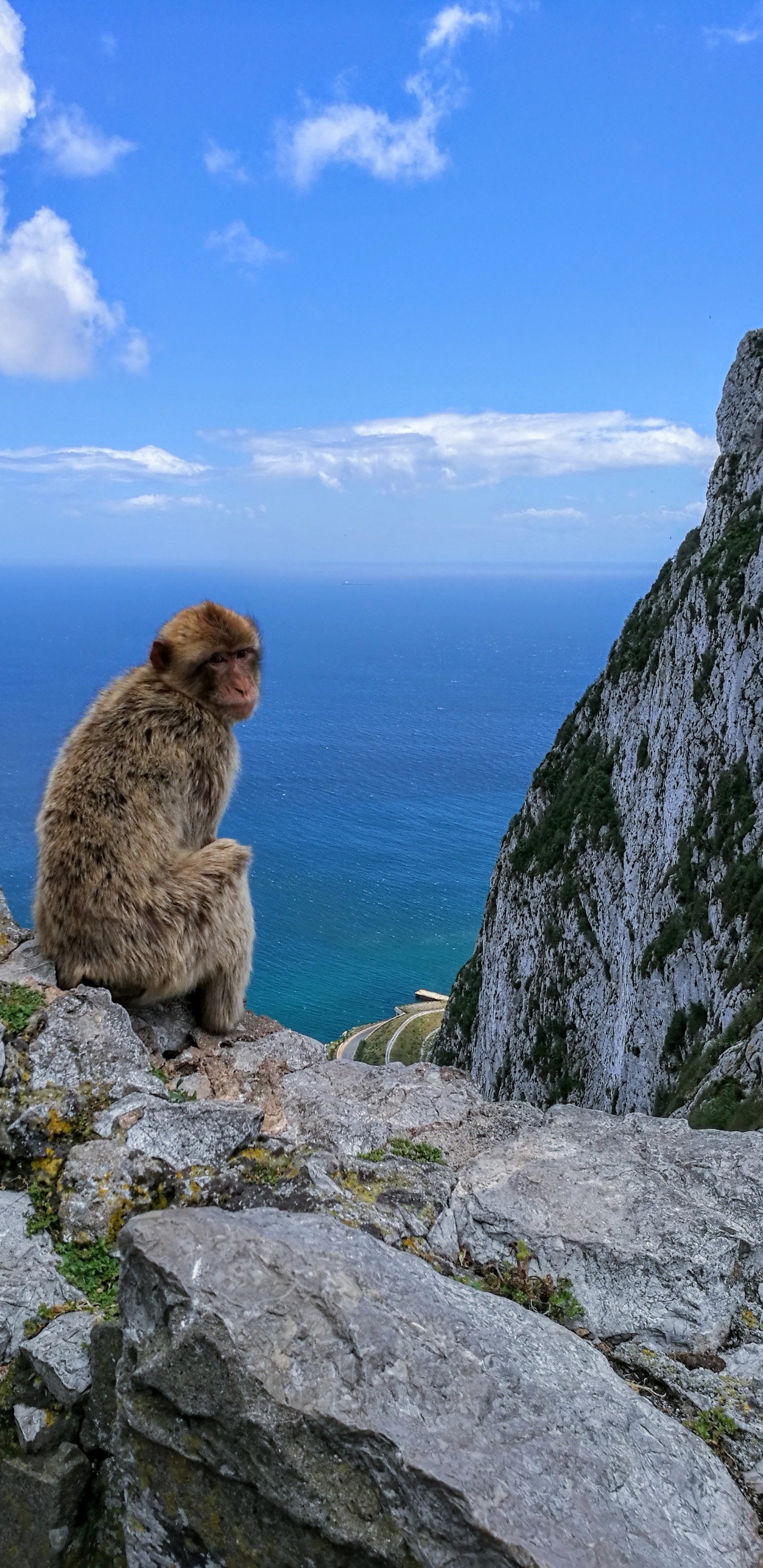 Download 1440x2960 Wallpaper Brown Monkey Sitting on Gray Rock During Daytime Brown Monkey Sitting on Gray Rock During Daytime. Wallpaper in 1440x2960 Resolution