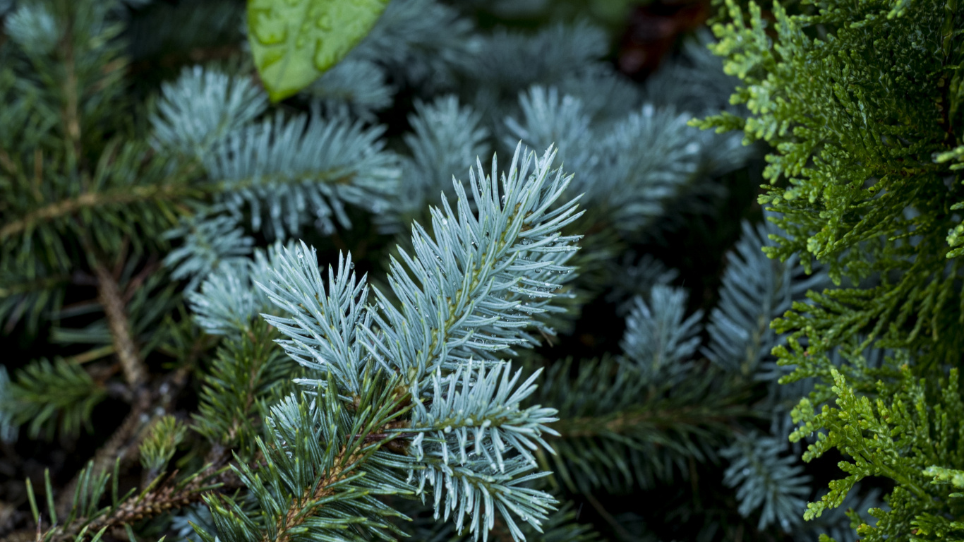 Green Leaf Plant During Daytime. Wallpaper in 1366x768 Resolution