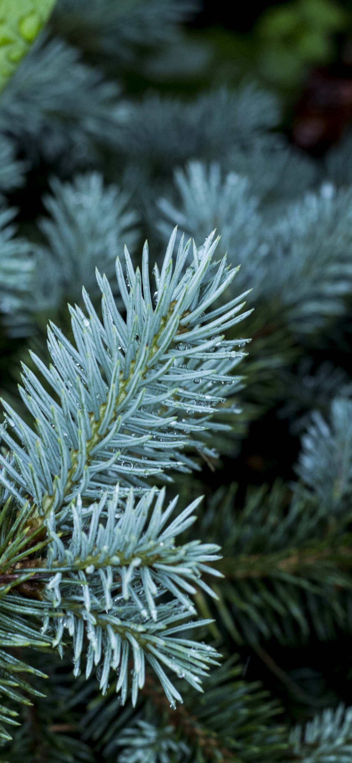 Evergreen, 针叶树, 植被, 枪筒, 松的家庭 壁纸 1125x2436 允许