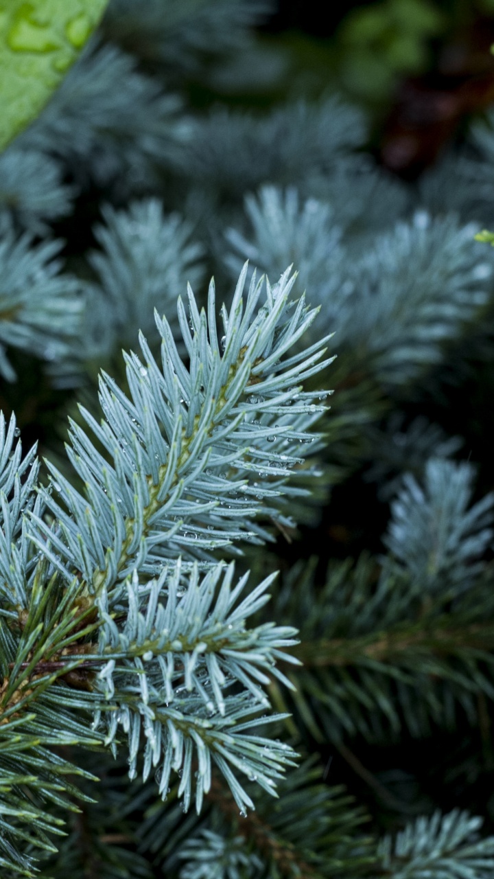 Evergreen, 针叶树, 植被, 枪筒, 松的家庭 壁纸 720x1280 允许