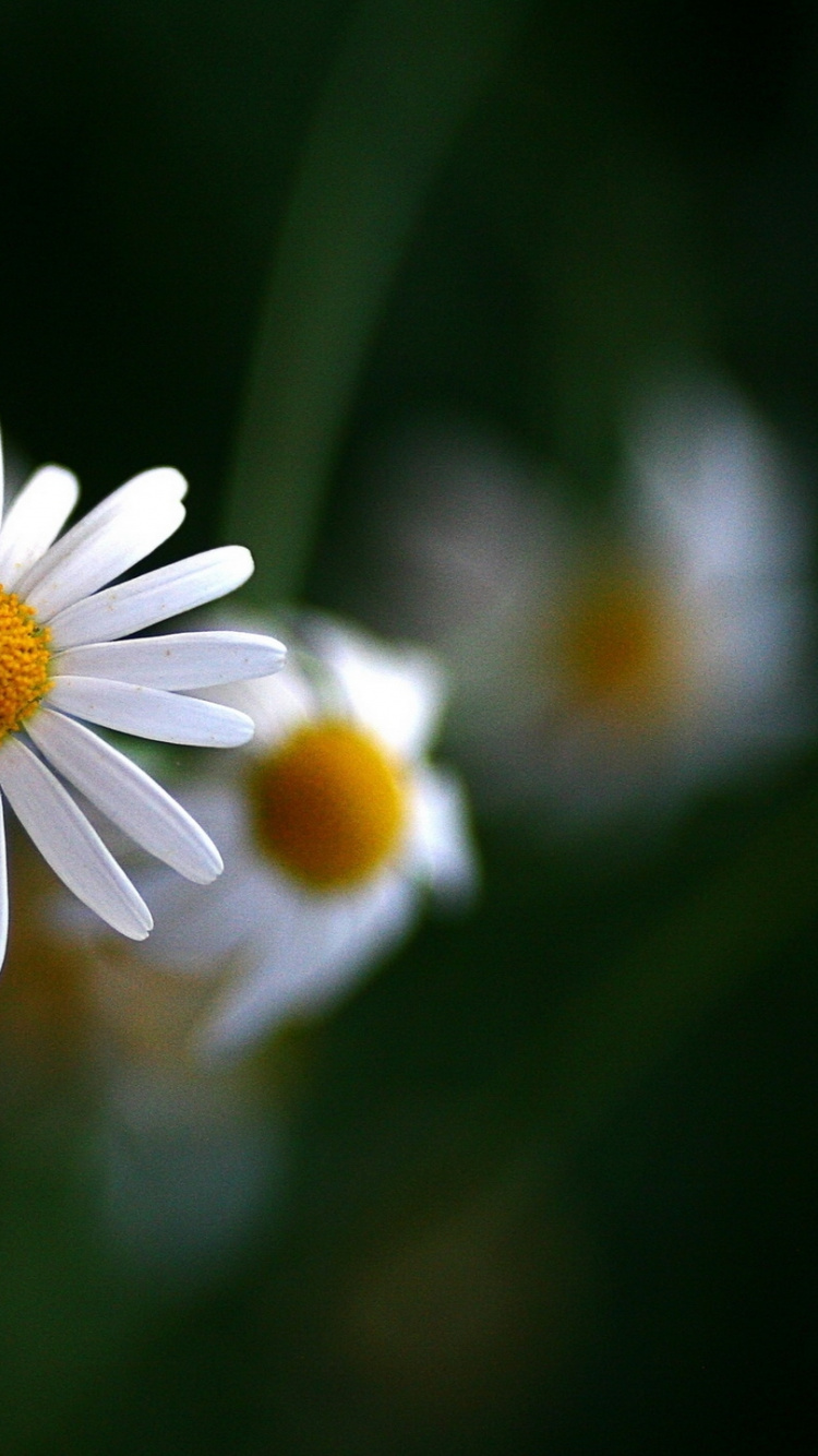 White Daisy in Bloom During Daytime. Wallpaper in 750x1334 Resolution