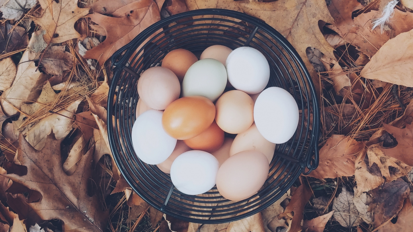 Oeufs Blancs Sur Plateau D'oeufs Noirs. Wallpaper in 1366x768 Resolution