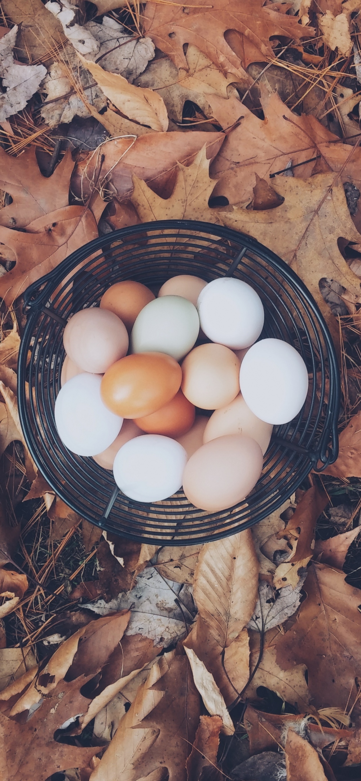 White Eggs on Black Egg Tray. Wallpaper in 1242x2688 Resolution