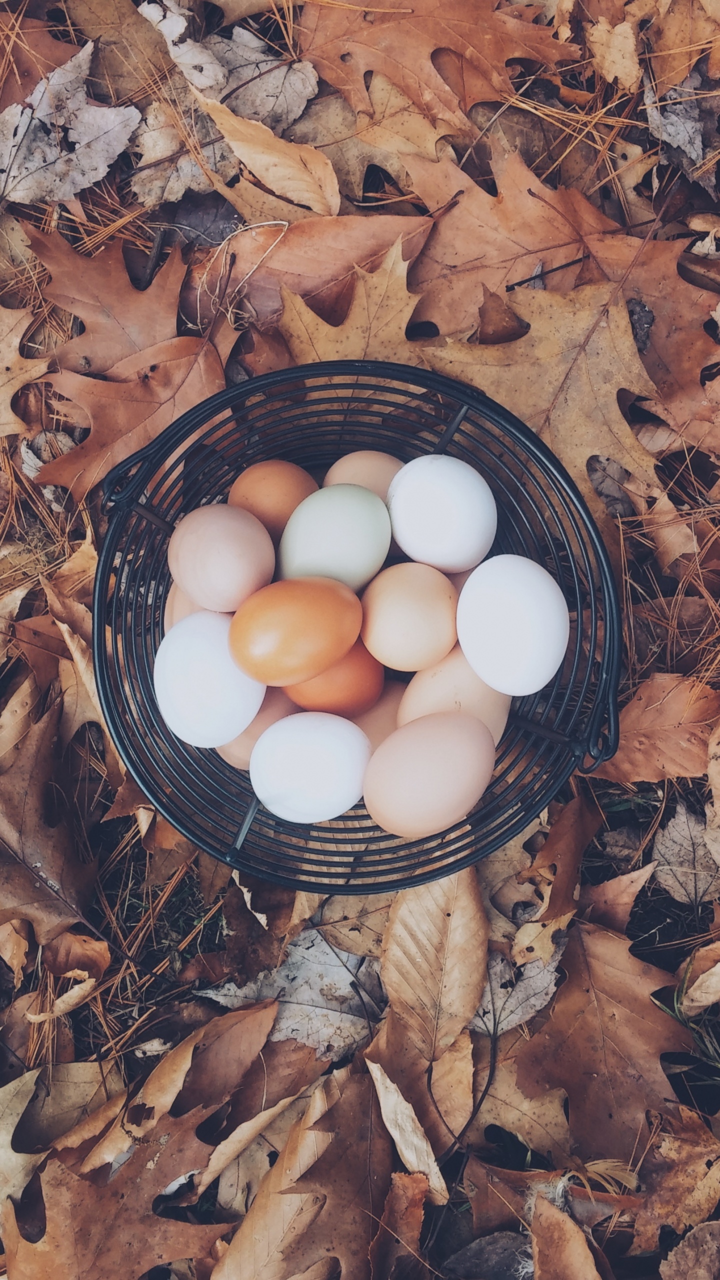 White Eggs on Black Egg Tray. Wallpaper in 1440x2560 Resolution