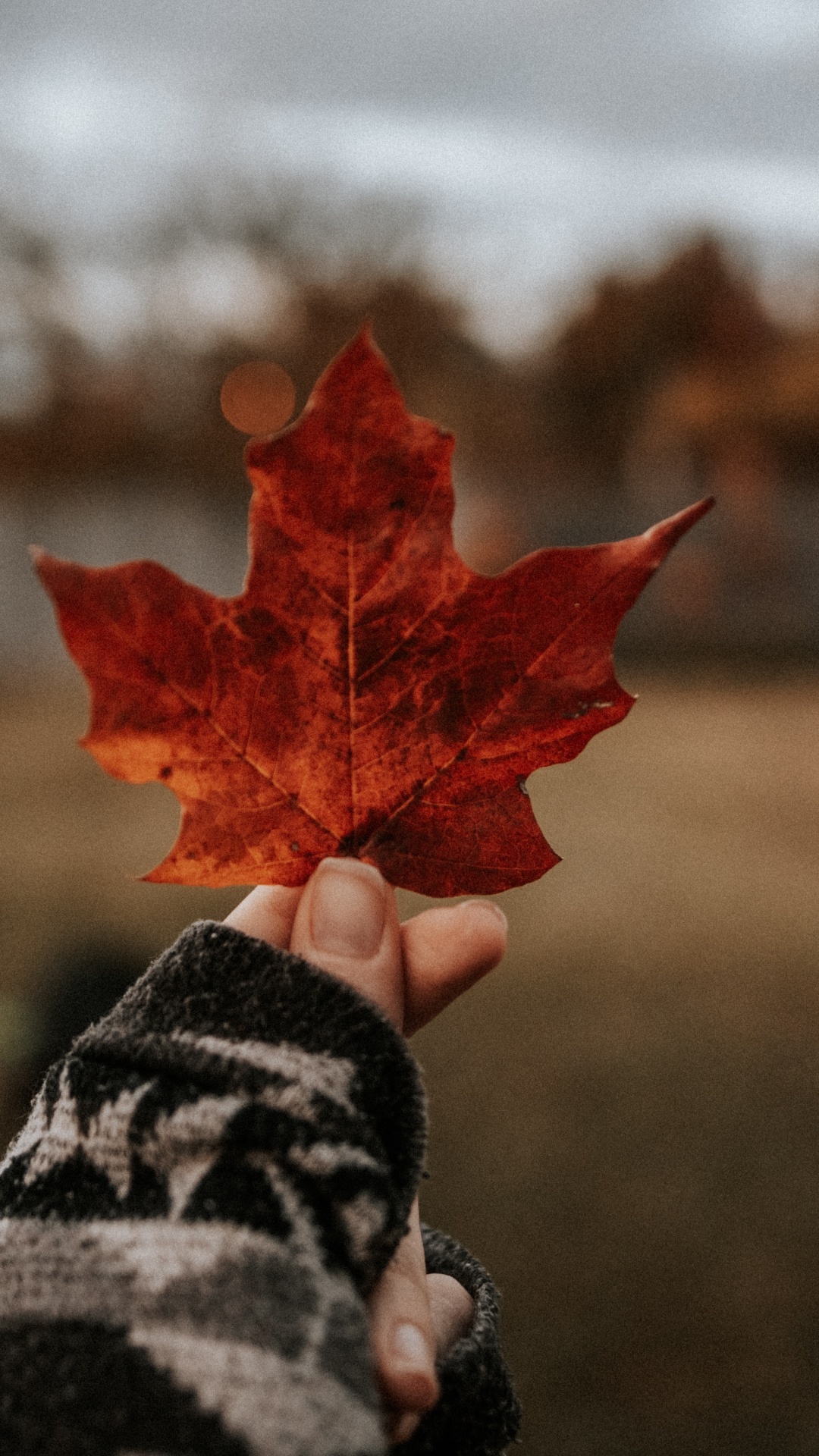 Maple Leaf, Beauty, Woody Plant, Red, Tree. Wallpaper in 1080x1920 Resolution