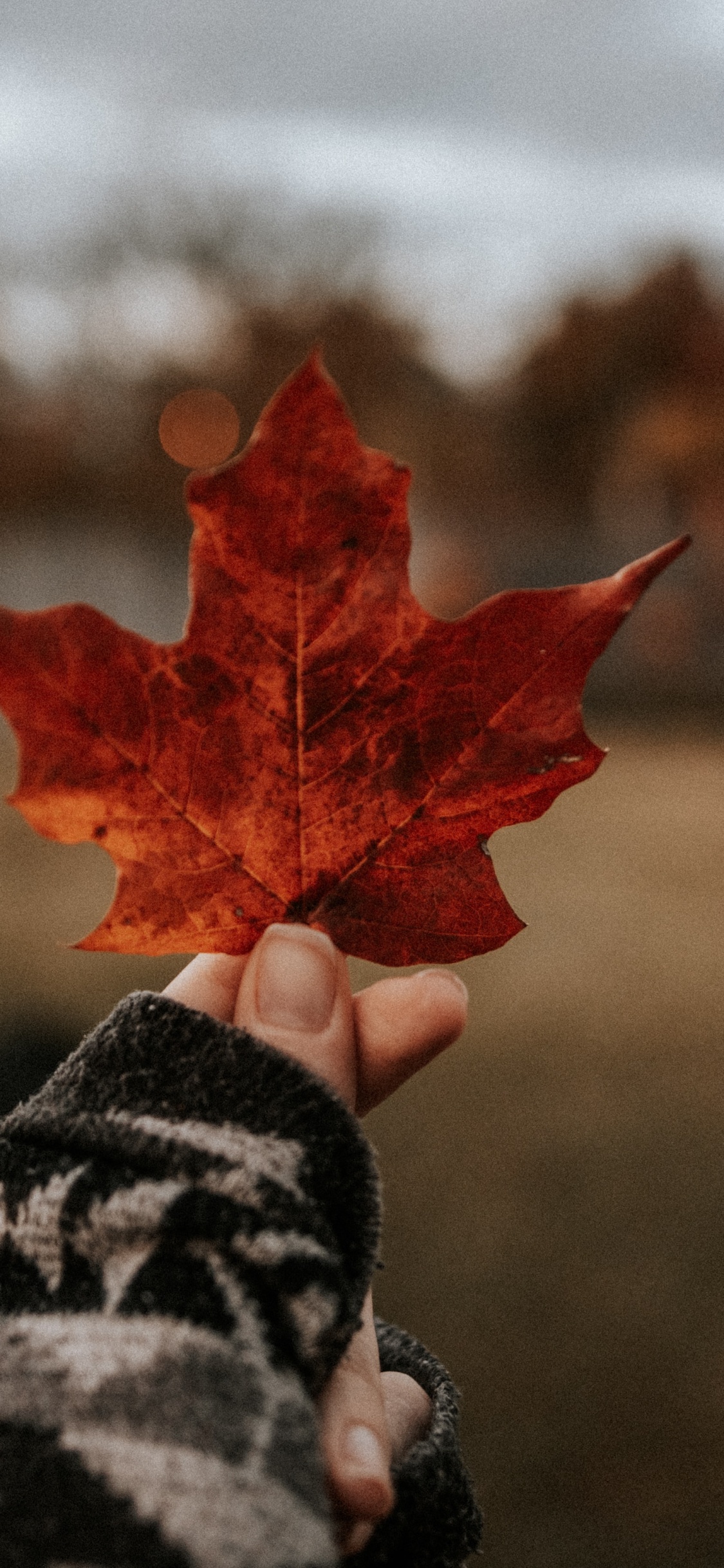 Maple Leaf, Beauty, Woody Plant, Red, Tree. Wallpaper in 1125x2436 Resolution