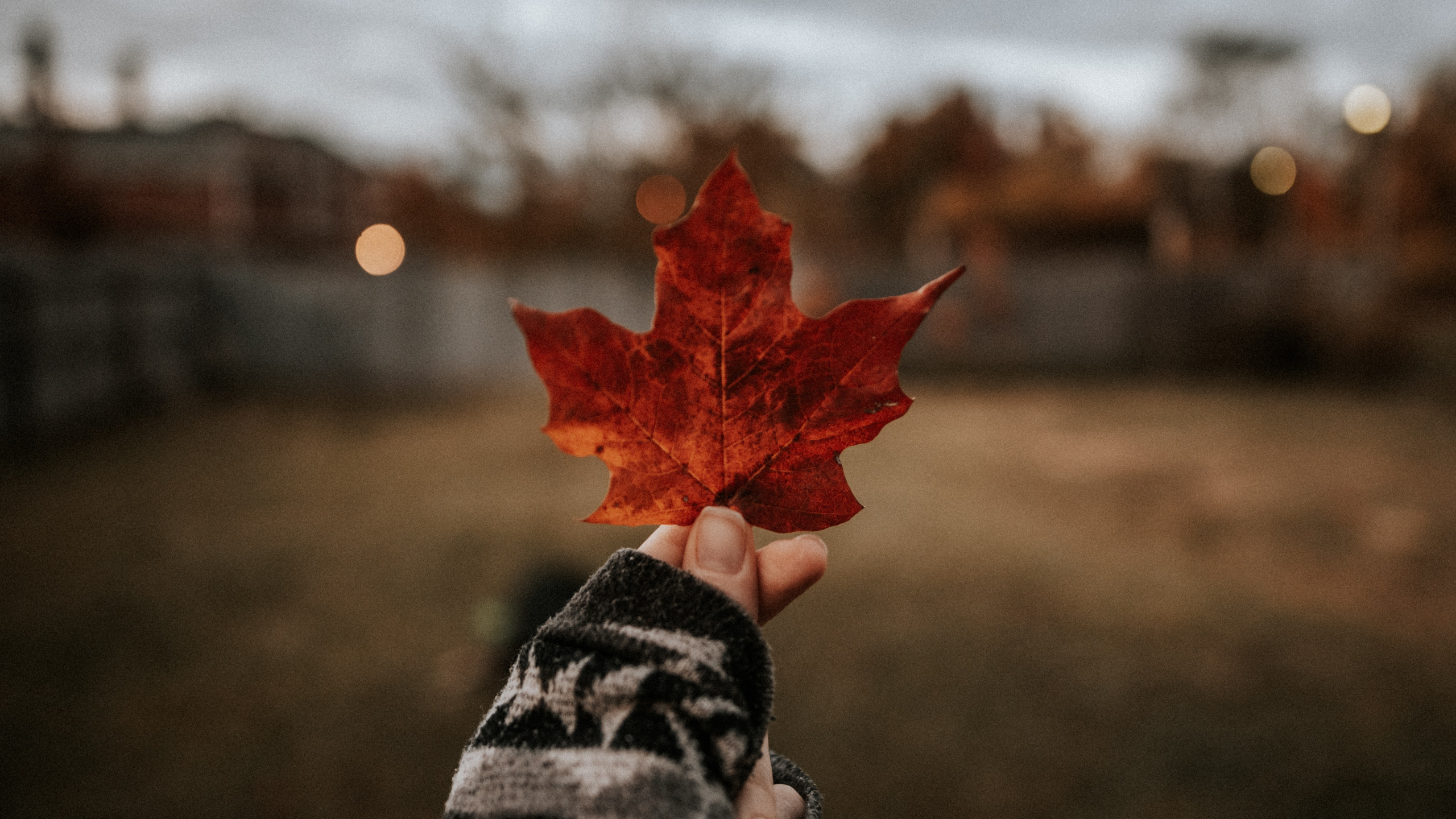 Maple Leaf, Beauty, Woody Plant, Red, Tree. Wallpaper in 2560x1440 Resolution