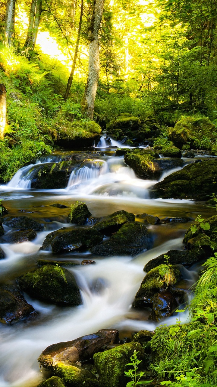 Green and Yellow Trees Beside River During Daytime. Wallpaper in 720x1280 Resolution