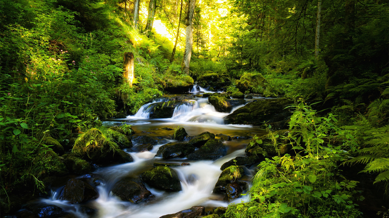 Tagsüber Grüne Und Gelbe Bäume Neben Dem Fluss. Wallpaper in 1280x720 Resolution