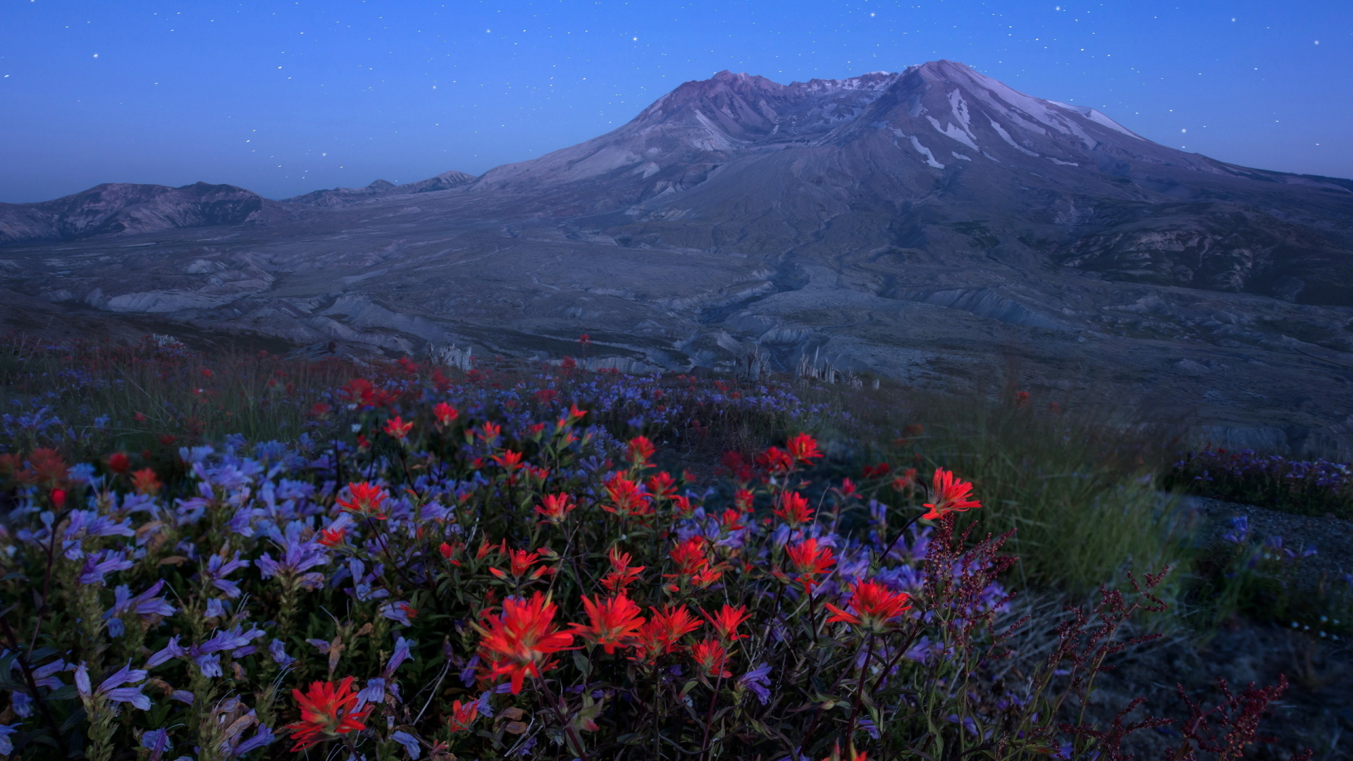 Red and Yellow Flowers Near Mountain During Daytime. Wallpaper in 1920x1080 Resolution