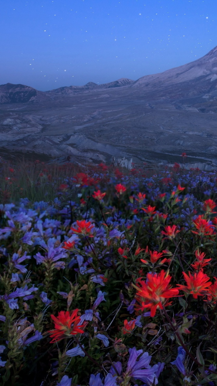 Red and Yellow Flowers Near Mountain During Daytime. Wallpaper in 720x1280 Resolution