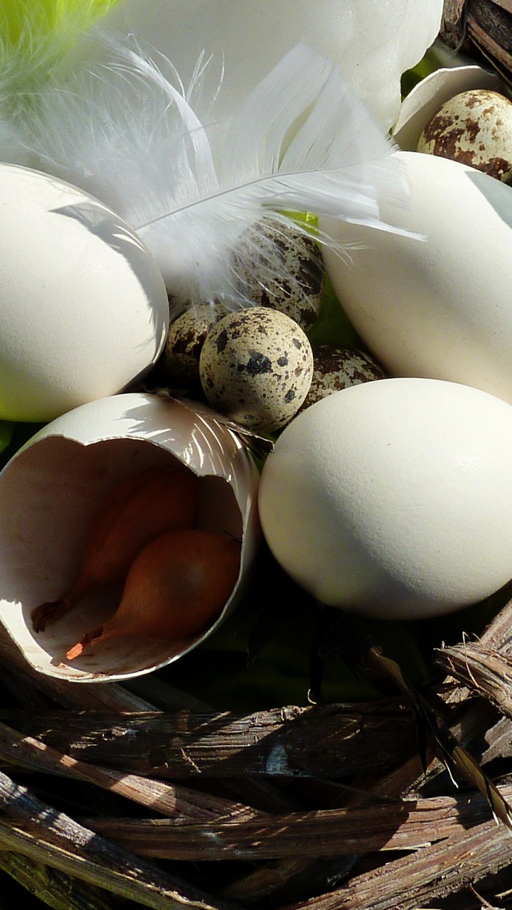 Osterei, Ei, Vogel Nest, Nest, Lebensmittel. Wallpaper in 720x1280 Resolution