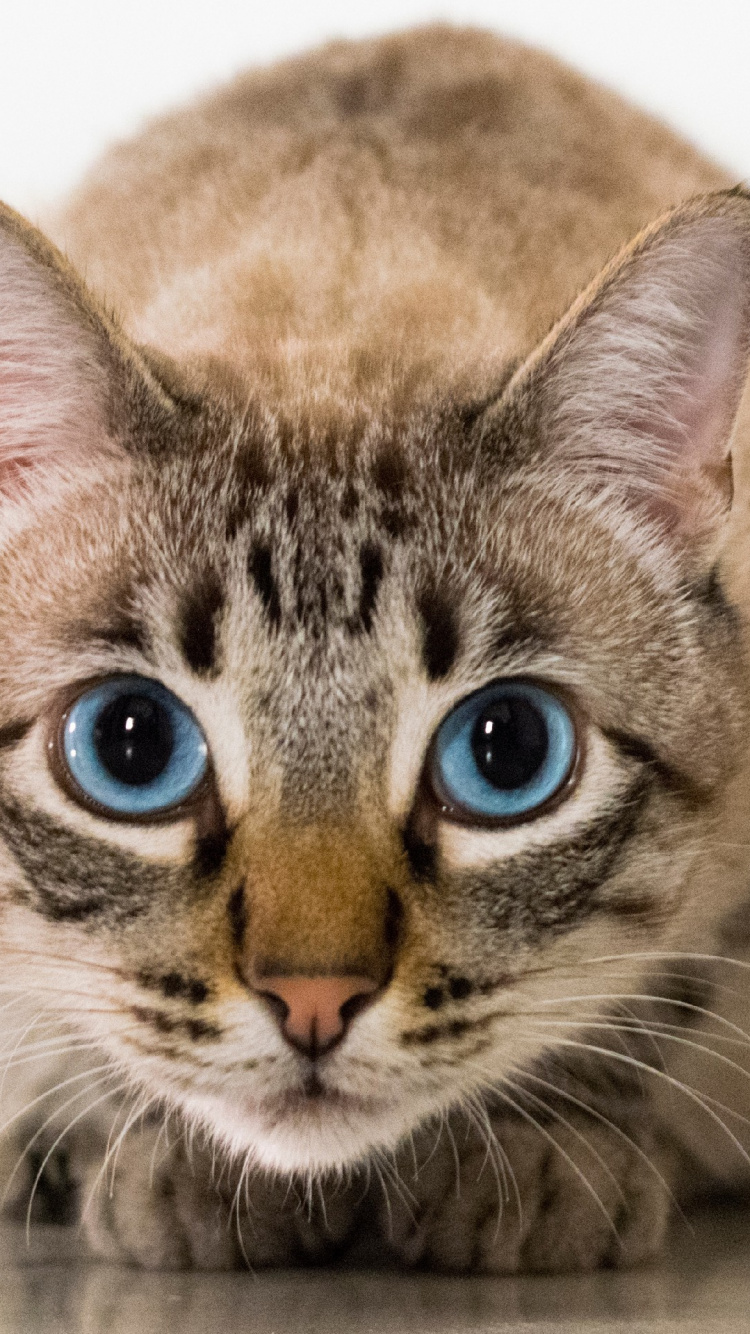 Chat Tigré Brun Sur Tableau Blanc. Wallpaper in 750x1334 Resolution