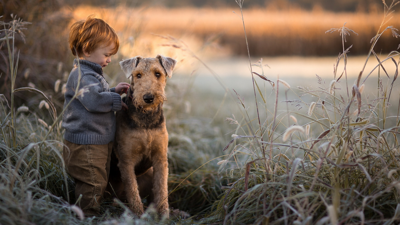 Terrier, Welpe, Hund, Hunderasse, Cesky Terrier. Wallpaper in 1366x768 Resolution