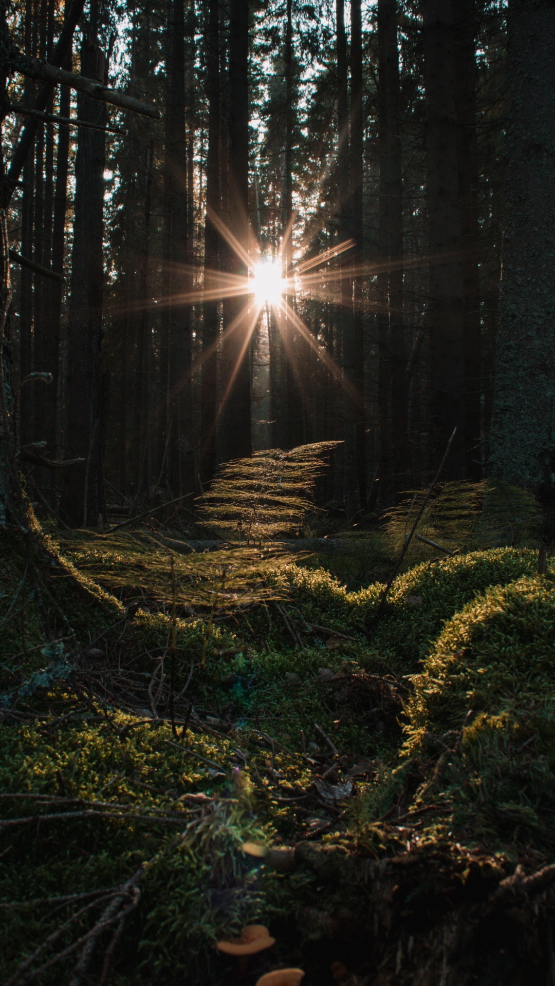 Smartphone, Äpfeln, Atmosphäre, Menschen in Der Natur, Holz. Wallpaper in 1080x1920 Resolution