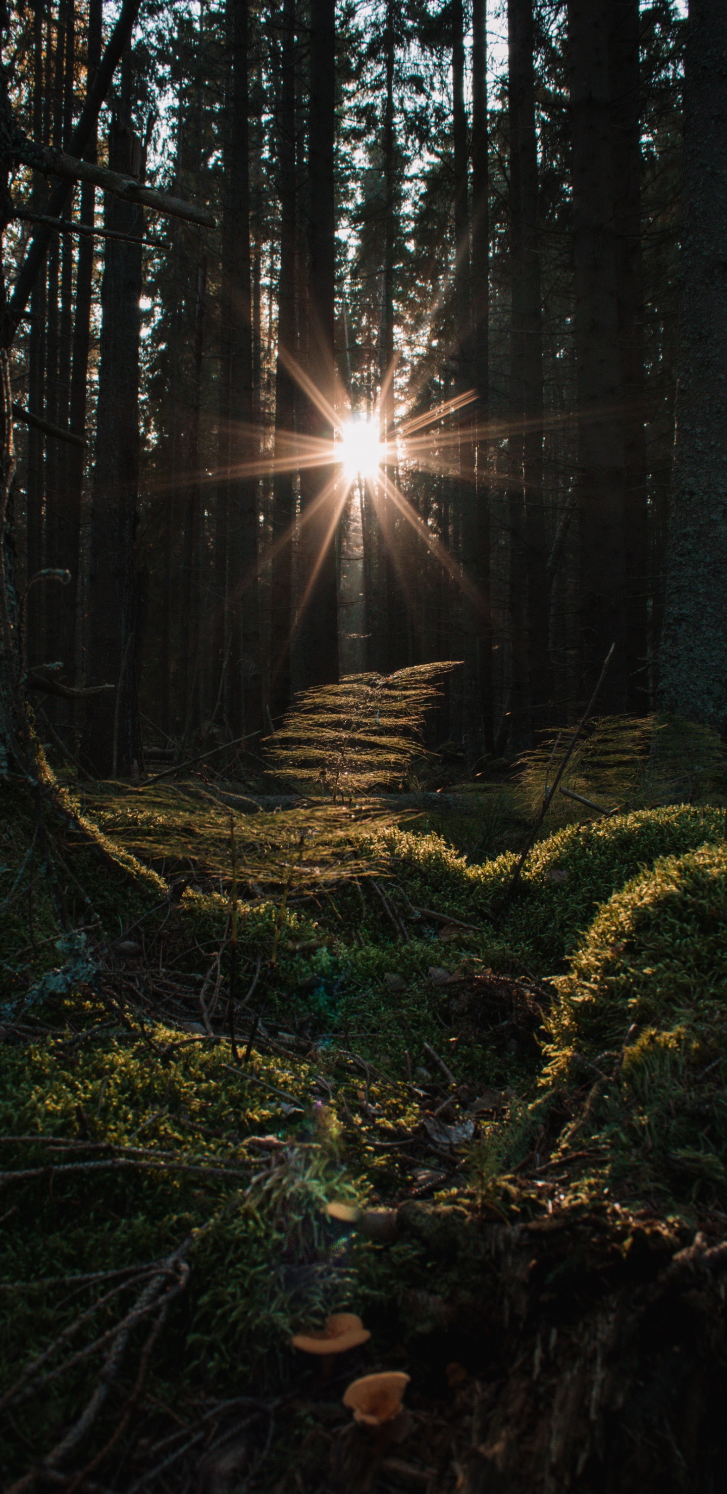 Smartphone, Apple, Atmosphère, Les Gens Dans la Nature, Paysage Naturel. Wallpaper in 1440x2960 Resolution