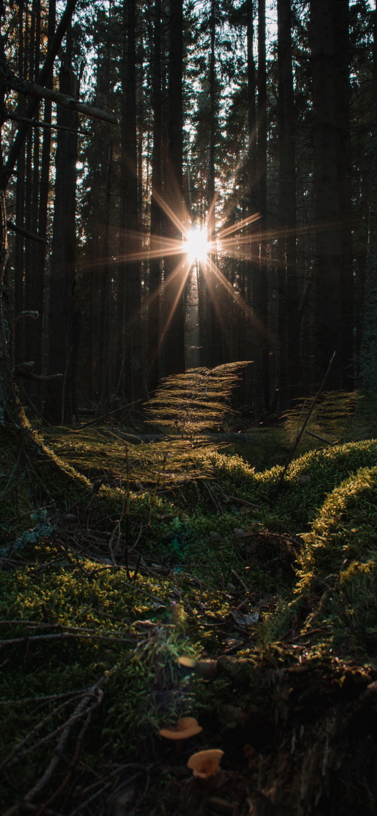 Smartphone, Manzana, Ambiente, La Gente en la Naturaleza, Madera. Wallpaper in 1242x2688 Resolution