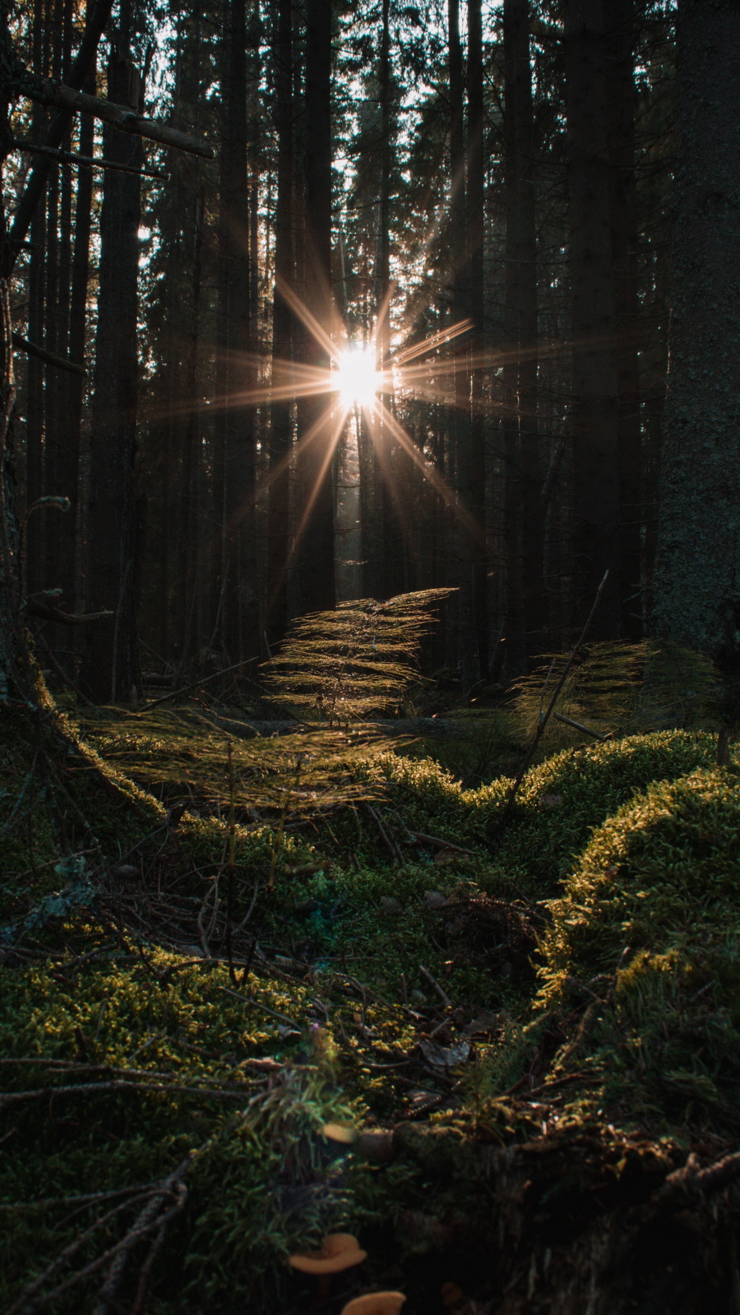 Smartphone, Manzana, Ambiente, La Gente en la Naturaleza, Madera. Wallpaper in 1440x2560 Resolution