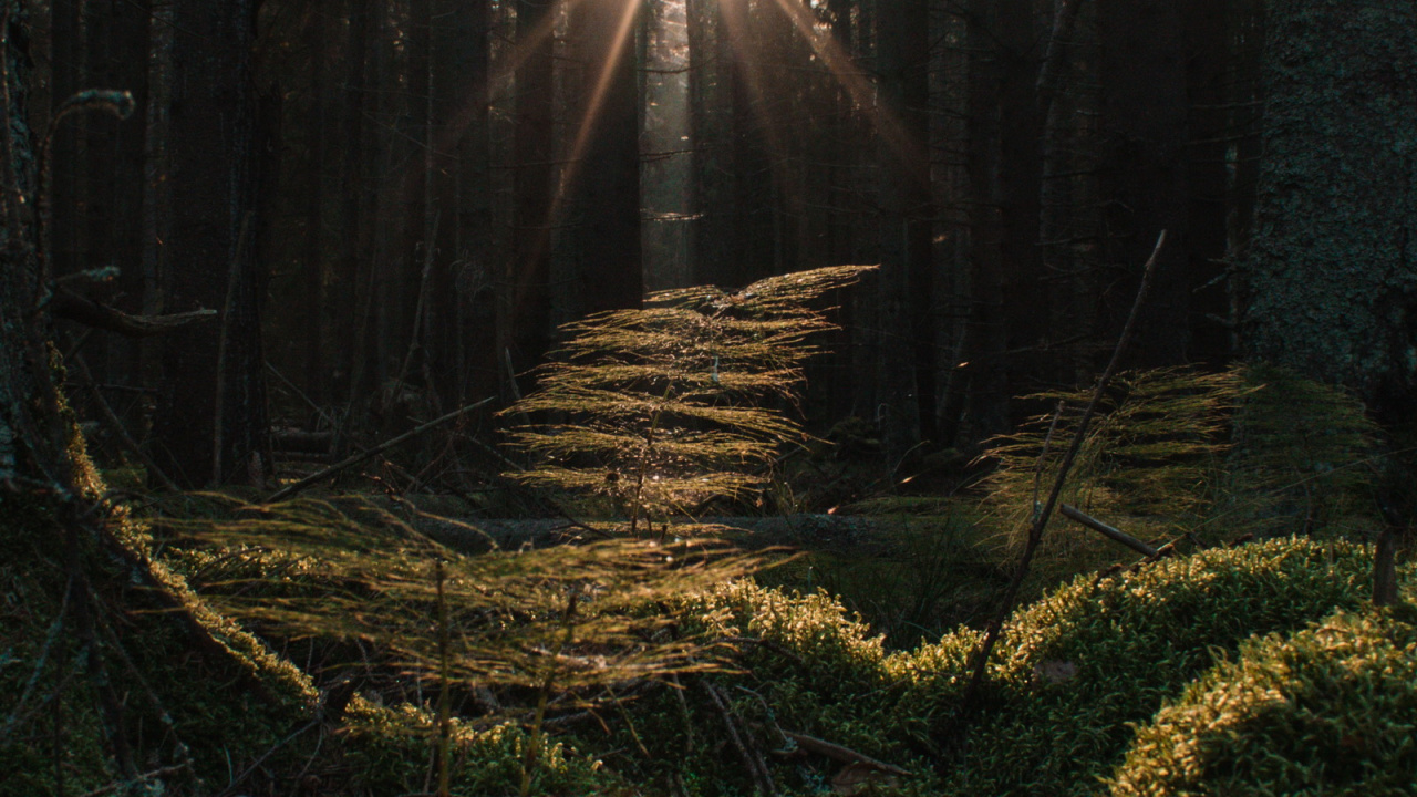 智能手机, 苹果, 气氛, 人们在自然界, 木 壁纸 1280x720 允许