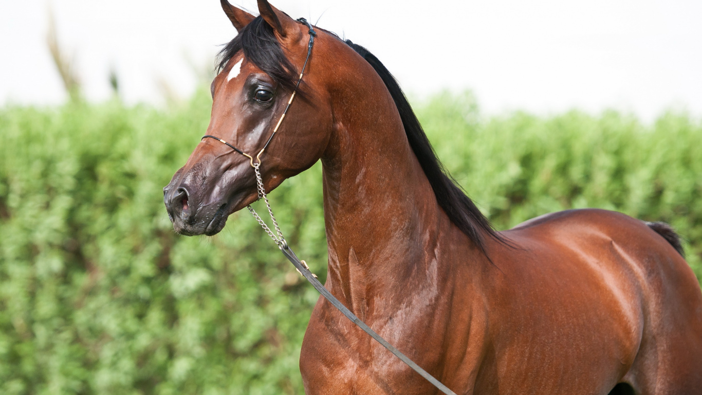 Cheval Marron Avec Bracelet en Cuir Noir. Wallpaper in 1366x768 Resolution