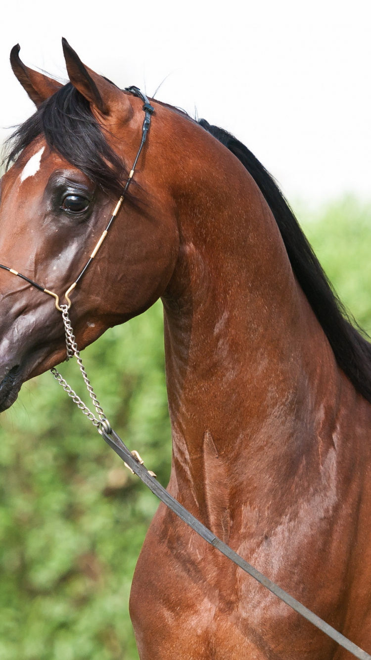 Cheval Marron Avec Bracelet en Cuir Noir. Wallpaper in 750x1334 Resolution