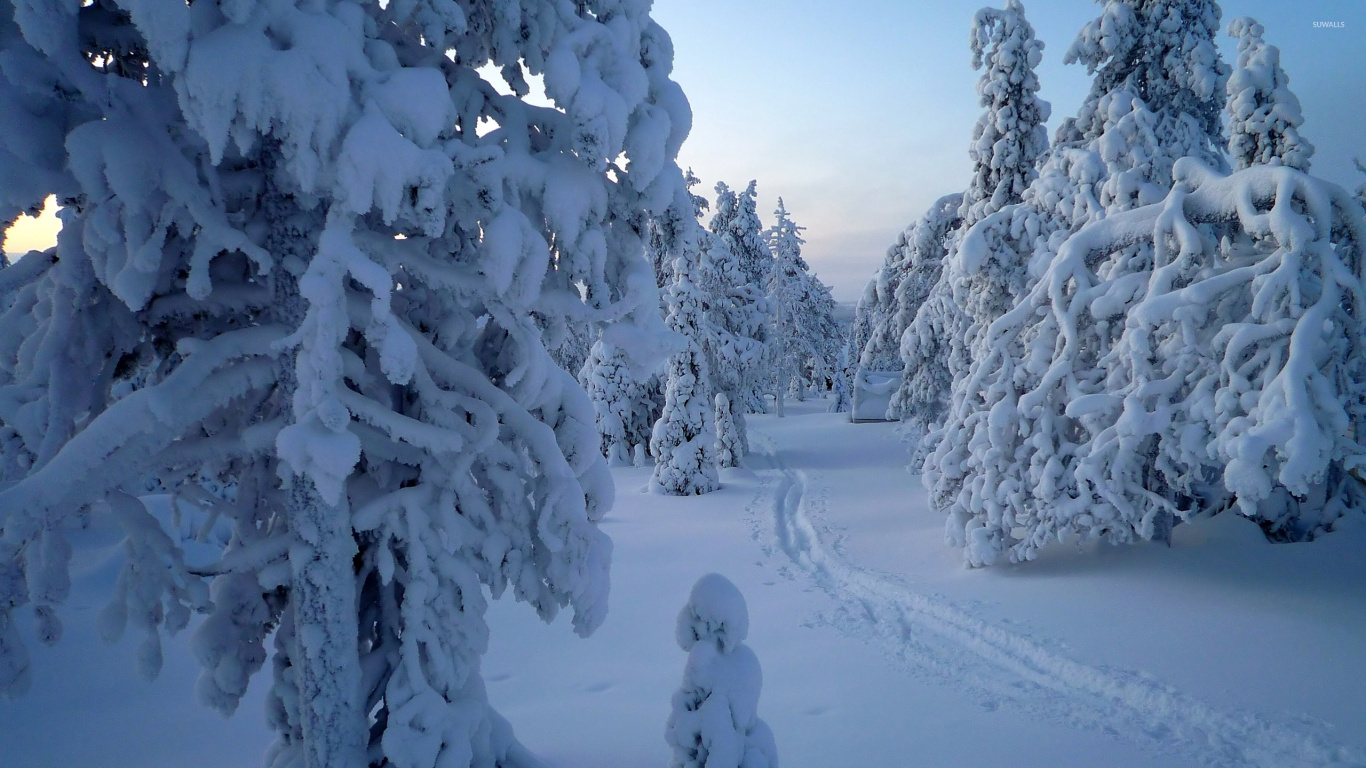 Arbres Couverts de Neige Pendant la Journée. Wallpaper in 1366x768 Resolution