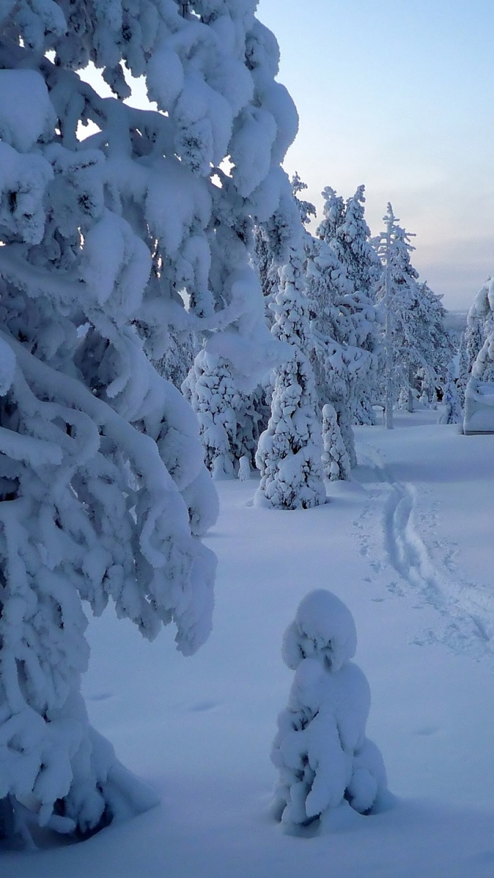 Snow Covered Trees During Daytime. Wallpaper in 720x1280 Resolution