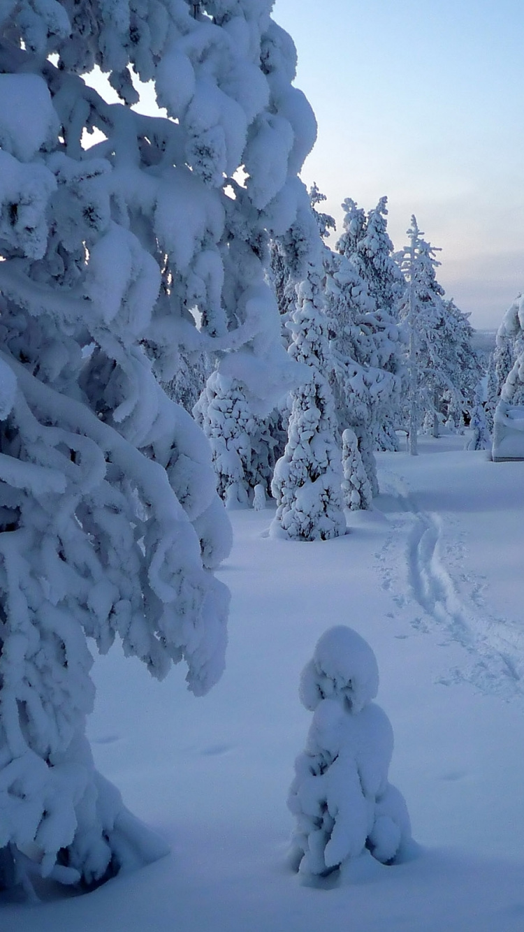 Snow Covered Trees During Daytime. Wallpaper in 750x1334 Resolution