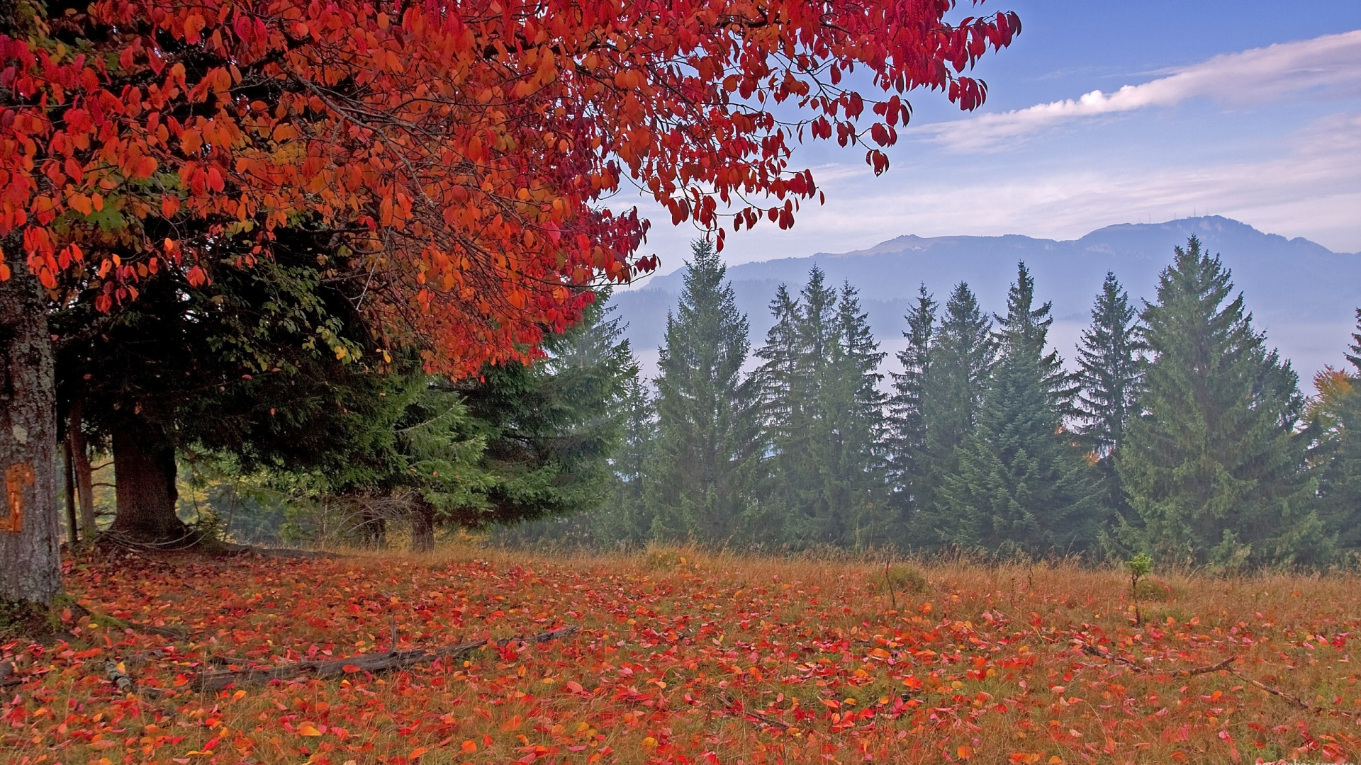 Arbres à Feuilles Rouges et Brunes Près de la Montagne Pendant la Journée. Wallpaper in 1920x1080 Resolution