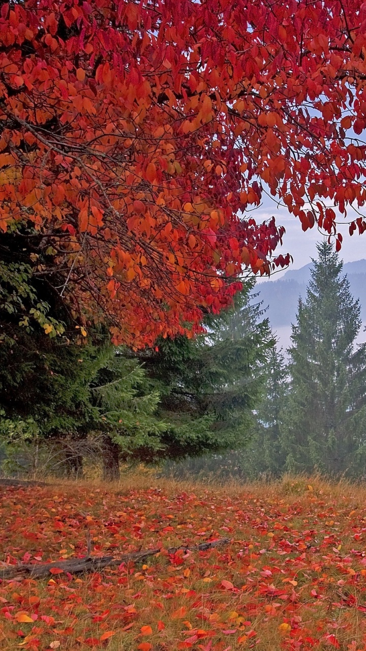 Red and Brown Leaf Trees Near Mountain During Daytime. Wallpaper in 720x1280 Resolution