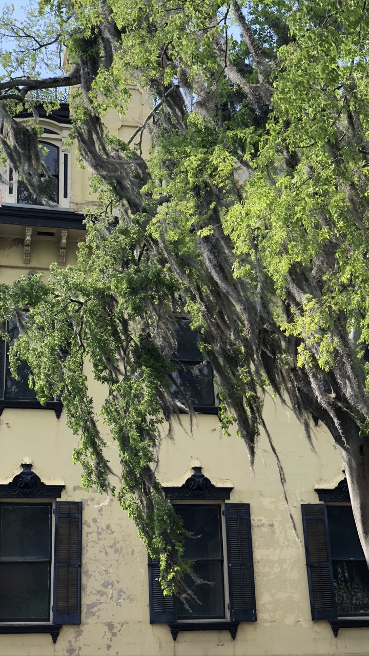 Baum, Immobilie, Branch, Fenster, Eigenschaft. Wallpaper in 720x1280 Resolution