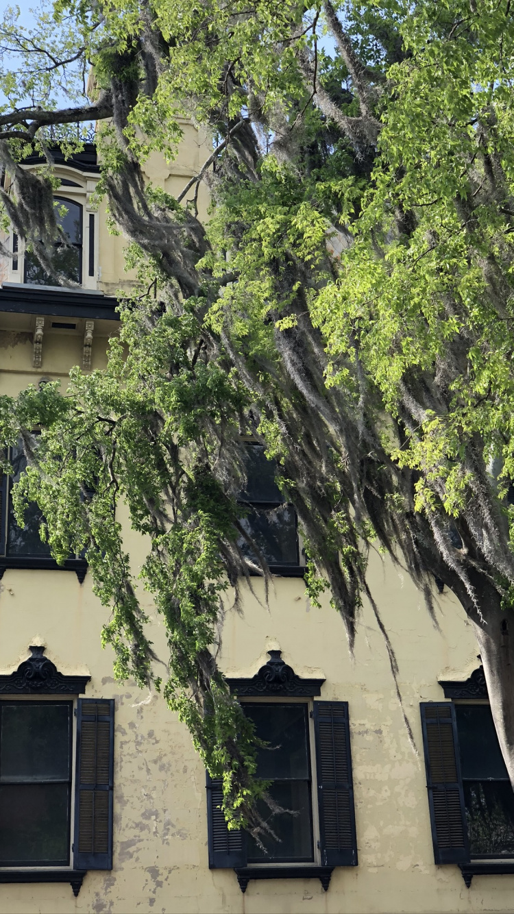 Baum, Immobilie, Branch, Fenster, Eigenschaft. Wallpaper in 750x1334 Resolution