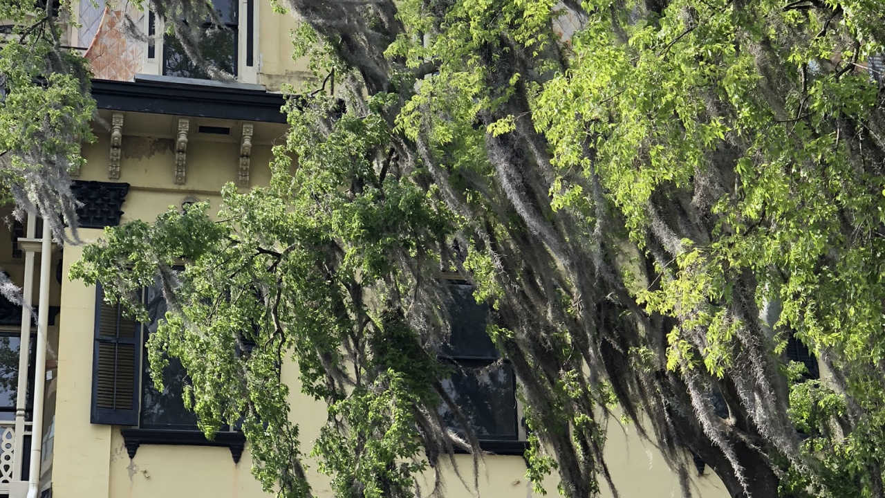 Tree, Real Estate, Branch, Window, Property. Wallpaper in 1280x720 Resolution