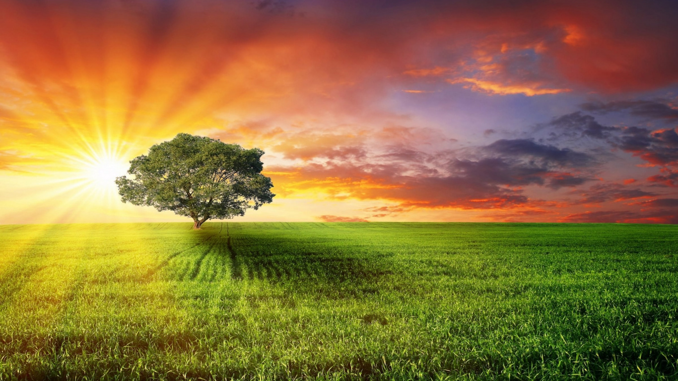 Green Grass Field Under Orange Sky. Wallpaper in 1366x768 Resolution