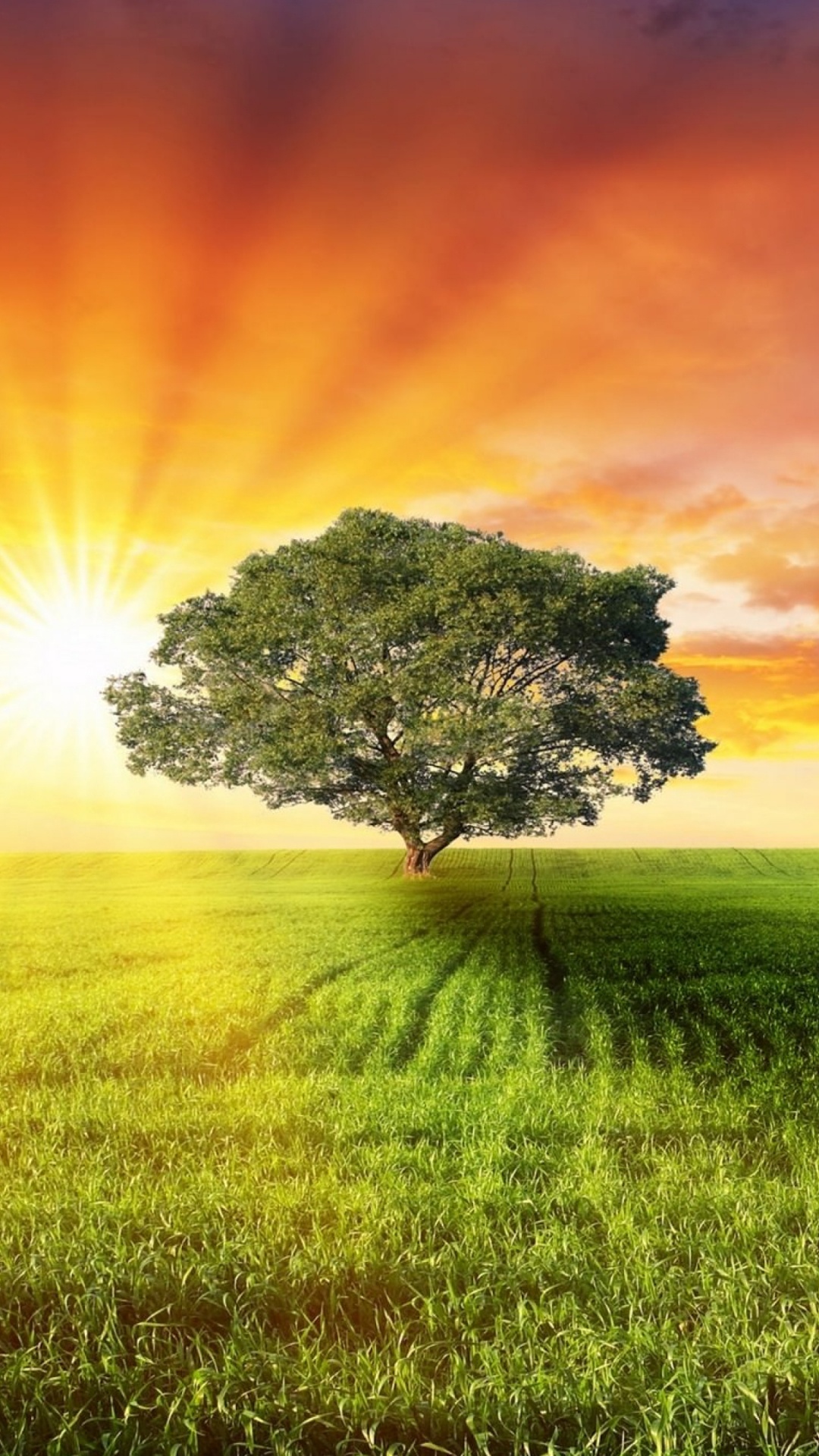 性质, 阳光, 草地上, 的动机, 健康 壁纸 1080x1920 允许